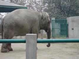 Chengdu Zoo